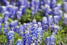 15 Places To Admire The Beautiful Blue Bonnets In Texas