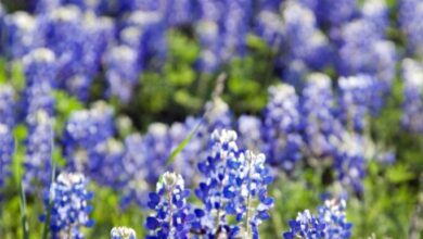 15 Places To Admire The Beautiful Blue Bonnets In Texas