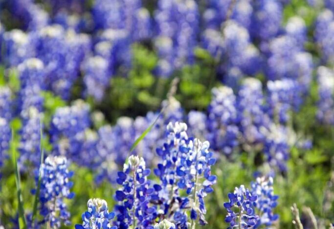 15 Places To Admire The Beautiful Blue Bonnets In Texas 15 Places To Admire The Beautiful Blue Bonnets In Texas