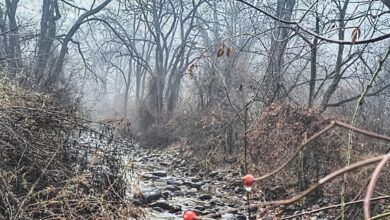 Dachingam National Park Hike: Faint Hanguls, Sprained Ankles