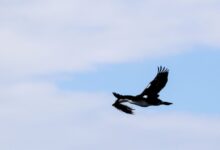 10 Reasons to Visit Antarctica (2025)