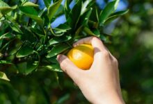 15 Best Places For Orange Picking In Florida