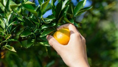 15 Best Places For Orange Picking In Florida