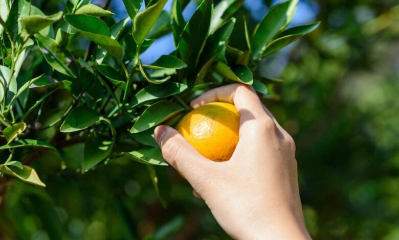 15 Best Places For Orange Picking In Florida 15 Best Places For Orange Picking In Florida