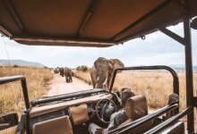 Best Safari in Africa → Top Countries + Places for First-Timers in Africa
