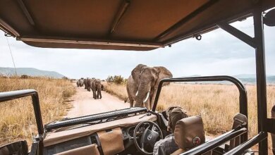 Best Safari in Africa → Top Countries + Places for First-Timers in Africa