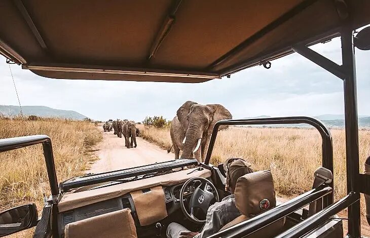 Best Safari in Africa → Top Countries + Places for First-Timers in Africa Best Safari in Africa → Top Countries + Places for First-Timers in Africa