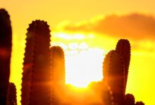 How to Keep Your AC Running in Texas Heat