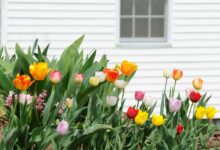 Spring AC Prep Tips for Collin County Homes
