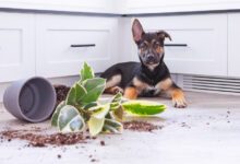When you’re hosting pets, you’ll need insurance that’s ‘up to scratch’!