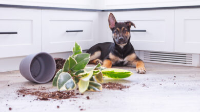 When you’re hosting pets, you’ll need insurance that’s ‘up to scratch’!
