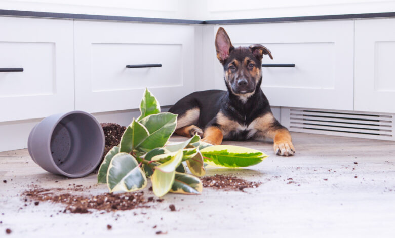 When you’re hosting pets, you’ll need insurance that’s ‘up to scratch’!